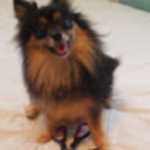 Meet your Posher, Dora k